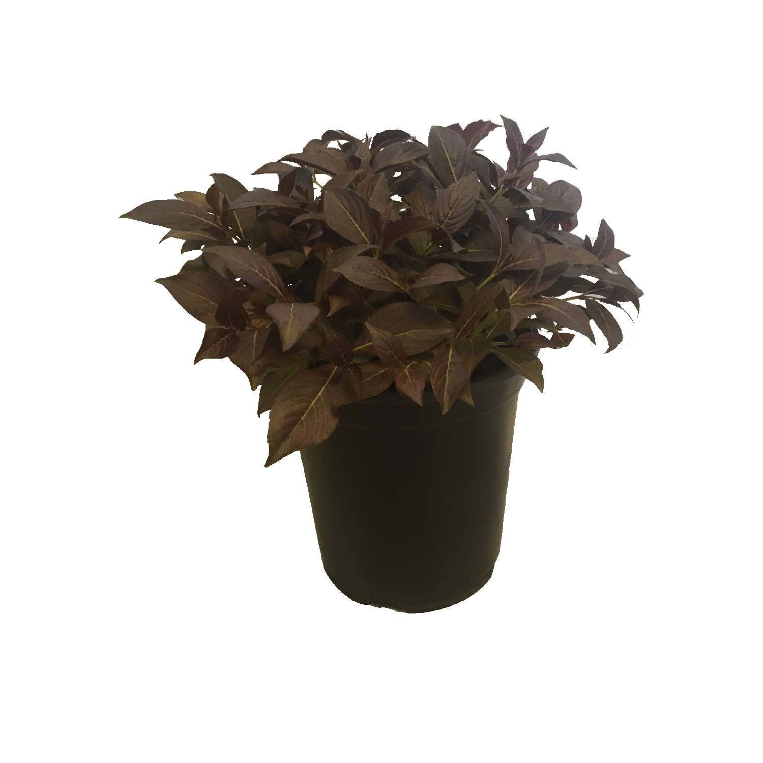 Gardening Solutionz Weigela Wine Roses General T S Flowering Mitre 10