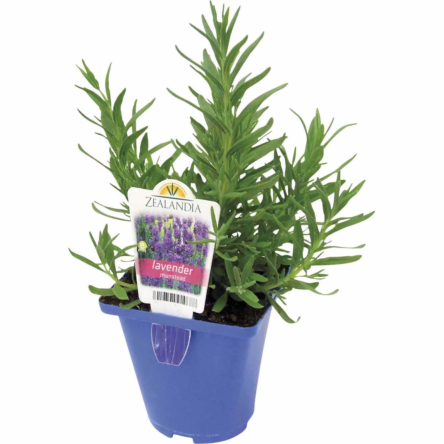 Elite Pot English Lavender 'Mustead' Std Flower Mitre 10™