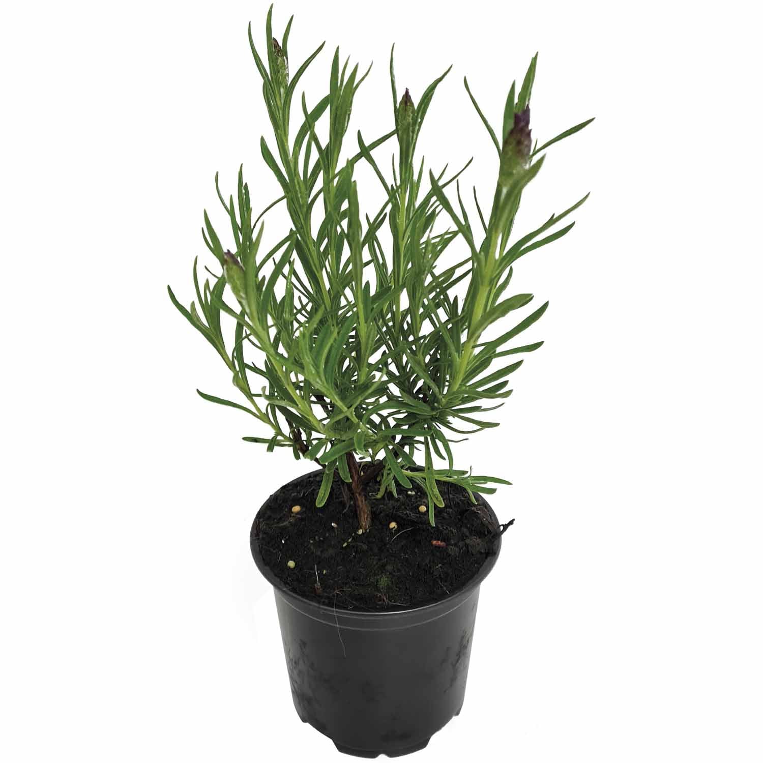 Lavender Major Perennials Mitre 10™