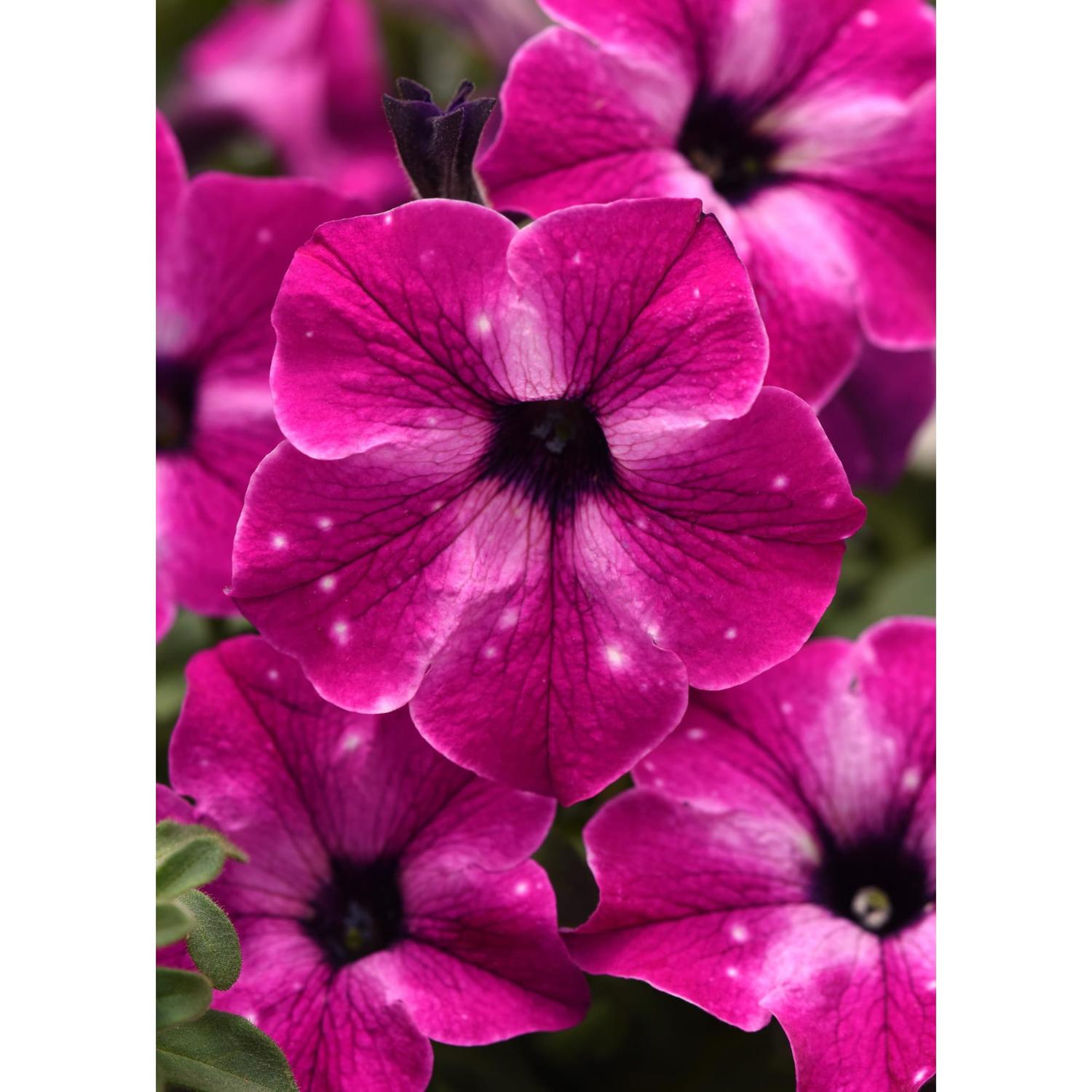 Sky Series Petunia Circus Sky - Perennials | Mitre 10™