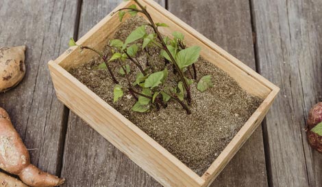 How To Grow K mara Easy As Gardening Guide Mitre 10 How To Grow K mara Easy As Gardening Guide Mitre 10